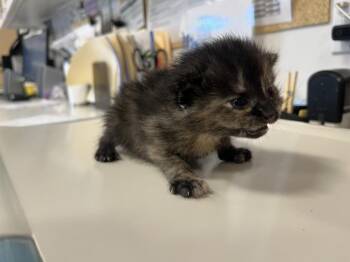 Domestic Short Hair Cats Available for Adoption in Santa Fe, New Mexico - YAYA | PetCurious