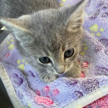 Hemi -  Domestic Short Hair Cat for Adoption in Midland, Texas - Hemi | PetCurious