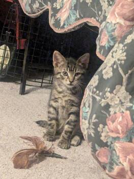 Betsy -  Tabby and Domestic Short Hair Cat for Adoption in Buford, Georgia - Betsy | PetCurious