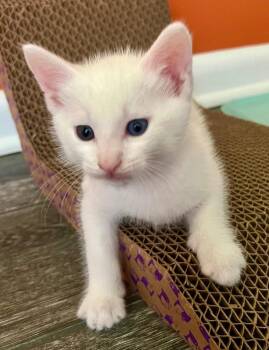 Yuki (Philly Halo Litter) -  Domestic Short Hair Cat for Adoption in Telford, Pennsylvania - Yuki (Philly Halo Litter) | PetCurious