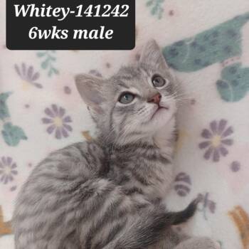 Domestic Short Hair Cats Available for Adoption in New Tazewell, Tennessee - Whitey | PetCurious
