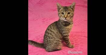 Blossom -  Domestic Short Hair Cat for Adoption in Groveland, Massachusetts - Blossom | PetCurious