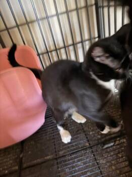 Tuxedo Cats Available for Adoption in Partlow, Virginia - Bow | PetCurious