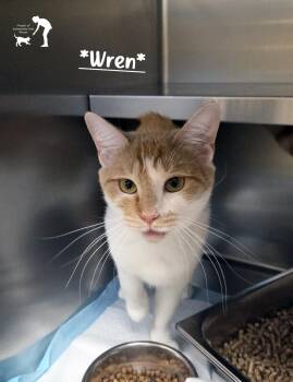 Rescue Domestic Short Hair Cats for Adoption in Centerville, Utah - Wren | PetCurious