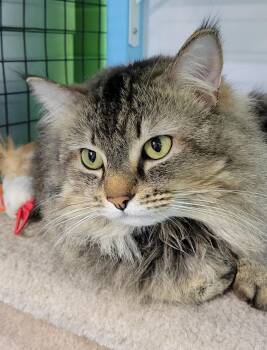 Rescue Domestic Medium Hair and Maine Coon Cats for Adoption in Fairbanks, Alaska - Sven | PetCurious