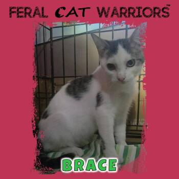 Brace -  Domestic Short Hair Cat for Adoption in Kingman, Arizona - Brace | PetCurious