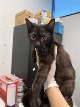 Domestic Short Hair Cats Available for Adoption in West Chester, Pennsylvania - Franny | PetCurious