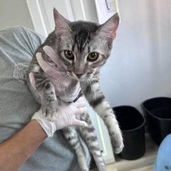 Marley 26-09-106 -  Domestic Short Hair Cat for Adoption in Bastrop, Texas - Marley 26-09-106 | PetCurious