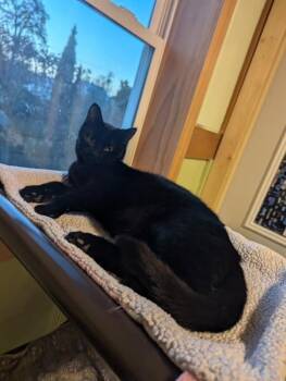 Rescue Domestic Short Hair Cats for Adoption in Rice Lake, Wisconsin - Gondola | PetCurious