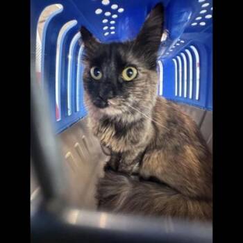 Domestic Long Hair and Domestic Short Hair Cats Available for Adoption in Fairfax, Virginia - Rue | PetCurious