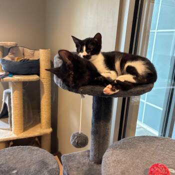 Queen (bonded with Dina) -  Domestic Short Hair Cat for Adoption - Queen (bonded With Dina) | PetCurious