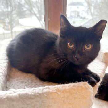 Jett -  Domestic Short Hair Cat for Adoption in Medina, Ohio - Jett | PetCurious