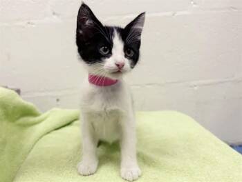 BESSIE -  Domestic Short Hair Cat for Adoption in Brentwood, Missouri - BESSIE | PetCurious
