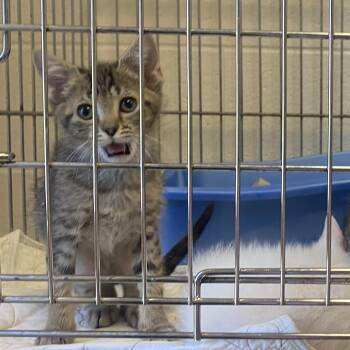 Bri -  Domestic Short Hair Cat for Adoption in King George, Virginia - Bri | PetCurious
