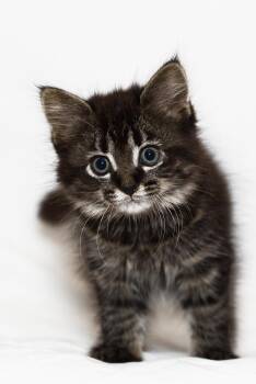 Rescue Domestic Medium Hair Cats for Adoption in Washburn, Wisconsin - Lumen | PetCurious