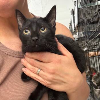 Caddence -  Domestic Short Hair Cat for Adoption in Buffalo, New York - Caddence | PetCurious