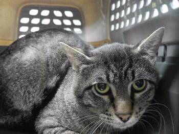 WES ANDERSON -  Domestic Short Hair Cat for Adoption in Omaha, Nebraska - WES ANDERSON | PetCurious