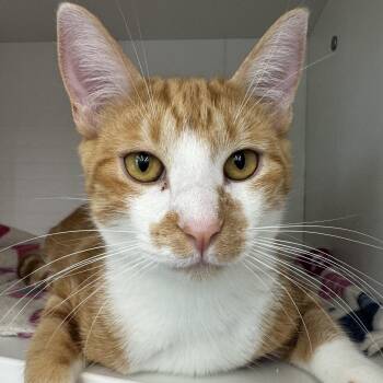 Rescue Domestic Short Hair Cats for Adoption in Saint Francis, Minnesota - Theo | PetCurious