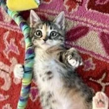 Poppy -  Tabby and Calico Cat for Adoption in Albuquerque, New Mexico - Poppy | PetCurious