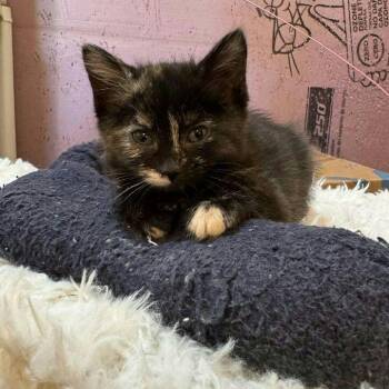 Rescue Domestic Short Hair Cats for Adoption - ABBY | PetCurious