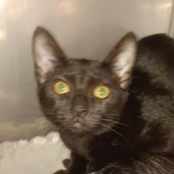 Negrita -  Domestic Short Hair Cat for Adoption in Jupiter, Florida - Negrita | PetCurious