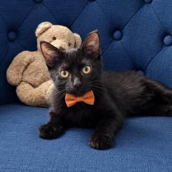 Sirius -  Domestic Short Hair Cat for Adoption in Panama City, Florida - Sirius | PetCurious