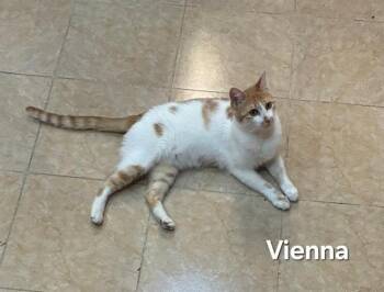 Domestic Short Hair Cats Available for Adoption in Lunenburg, Massachusetts - Vienna | PetCurious