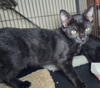 Will -  Domestic Short Hair Cat for Adoption in Rossville, Maryland - Will | PetCurious