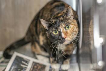 HENNESSY -  Domestic Short Hair Cat for Adoption in Charlotte, North Carolina - HENNESSY | PetCurious