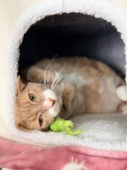 Domestic Short Hair Cats Available for Adoption - George #2 | PetCurious
