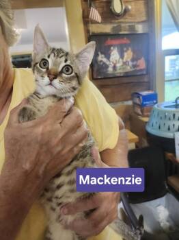 Mackenzie -  Domestic Short Hair Cat for Adoption in East Greenville, Pennsylvania - Mackenzie | PetCurious