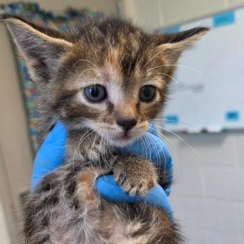 River -  Domestic Short Hair Cat for Adoption in Council Bluffs, Iowa - River | PetCurious