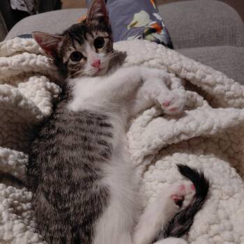 Salt -  Domestic Short Hair Cat for Adoption in Shorewood, Illinois - Salt | PetCurious