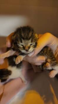 Rescue Domestic Short Hair Cats for Adoption in Kennewick, Washington - Xcalibur | PetCurious