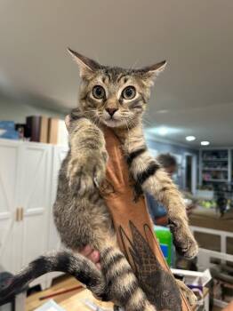 George -  Domestic Short Hair Cat for Adoption in Warrenville, South Carolina - George | PetCurious