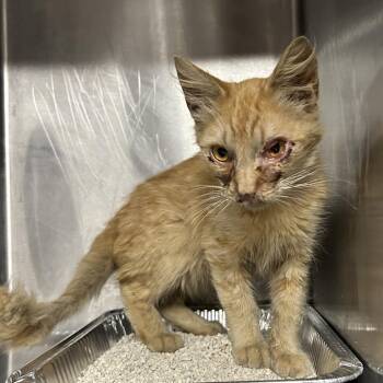 Goldfish* -  Domestic Medium Hair Cat for Adoption in San Gabriel, California - Goldfish* | PetCurious