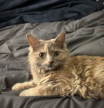 Domestic Medium Hair Cats Available for Adoption - Cupcake | PetCurious