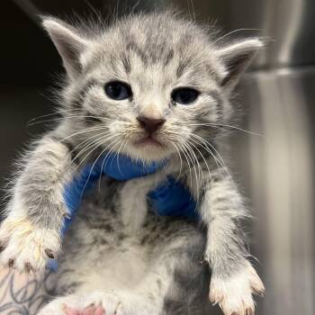 Domestic Short Hair Cats Available for Adoption in Columbiana, Alabama - Tobias | PetCurious