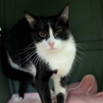 Gatewood -  Tuxedo Cat for Adoption in Columbia, South Carolina - Gatewood | PetCurious