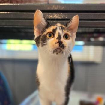 Sugar -  Domestic Short Hair Cat for Adoption in Muncie, Indiana - Sugar | PetCurious