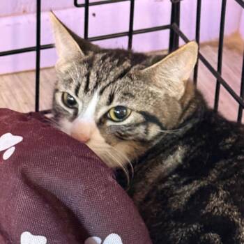 Domestic Short Hair Cats Available for Adoption - Celestine Whimsy | PetCurious