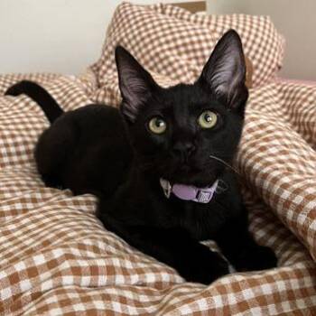Wednesday -  Domestic Short Hair Cat for Adoption in Los Angeles, California - Wednesday | PetCurious