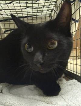 Beans -  Domestic Medium Hair and Domestic Short Hair Cat for Adoption in Honolulu, Hawaii - Beans | PetCurious
