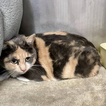 Domestic Short Hair Cats Available for Adoption - Kiki | PetCurious