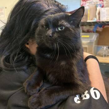 Domestic Short Hair Cats Available for Adoption - Raspberry | PetCurious