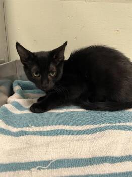 AIR FRYER* -  Domestic Short Hair Cat for Adoption in Santa Cruz, California - AIR FRYER* | PetCurious