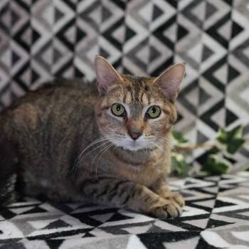 Domestic Short Hair Cats Available for Adoption in Wheaton, Illinois - Mother Goose | PetCurious