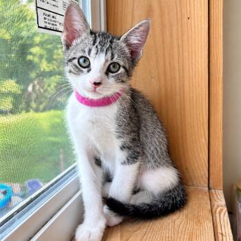 Violet Woodville -  Tabby and Domestic Short Hair Cat for Adoption in Friendswood, Texas - Violet Woodville | PetCurious