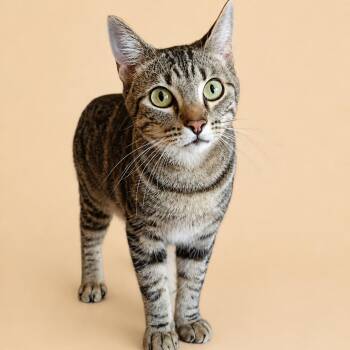 Kobe -  Domestic Short Hair Cat for Adoption in Cleveland, Texas - Kobe | PetCurious