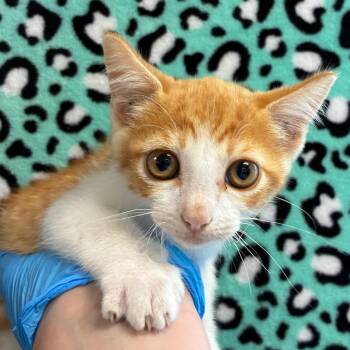 Coachwhip -  Domestic Short Hair Cat for Adoption in San Antonio, Texas - Coachwhip | PetCurious
